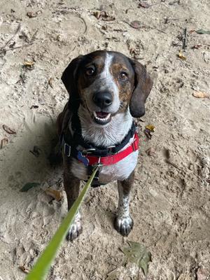 Bagel, Beagle, adult, available for adoption
