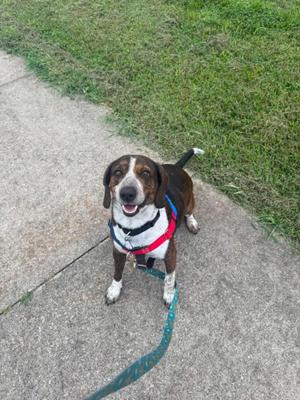 A brown and white dog wearing a red and white harness, standing on a concrete path with a green leash attached, looking up at the camera with its mouth open.