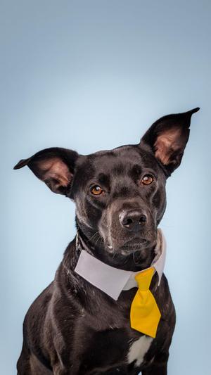 A black dog wearing a white collar and a yellow tie, standing against a light blue background.