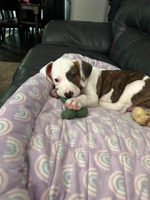 Sitka, Pit Bull Terrier / Beagle, puppy, available for adoption