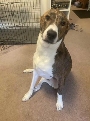 A brindle and white dog sits on a carpeted floor, looking towards the camera.