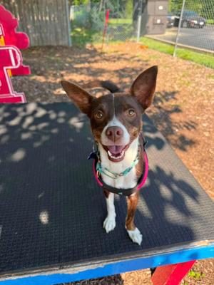Waffles, Chihuahua / Terrier, young, available for adoption