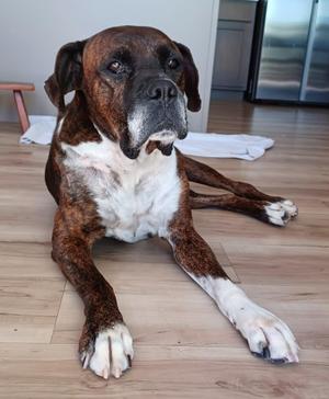 Harley, Boxer, senior, available for adoption