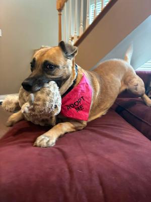 Clover, Mixed Breed, adult, available for adoption