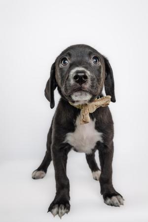A black and white puppy with a bow tie on its neck