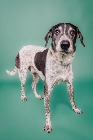 A black and white spotted dog standing on a green background.
