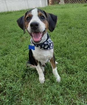 A happy dog sitting on grass, wearing a bandana with paw prints.