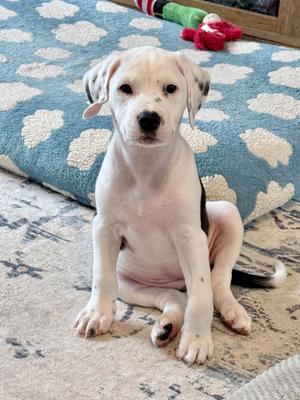 A white puppy with black spots on its ears and back, sitting on a patterned rug with a blue blanket in the background.