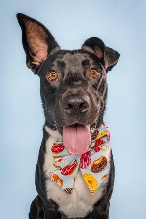 A black dog with floppy ears and a pink tongue sticking out, wearing a bandana with a donut pattern.