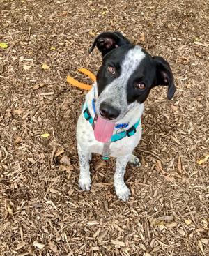 Domino, Australian Cattle Dog / Blue Heeler, young, available for adoption
