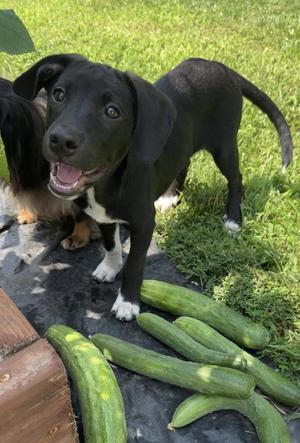 Licorice, Pointer, puppy, available for adoption