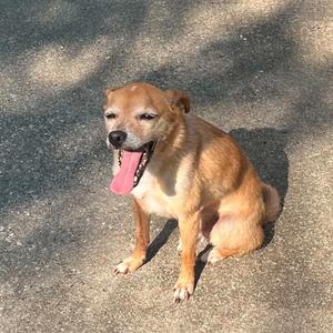 A brown dog sitting on a concrete surface with its tongue out.