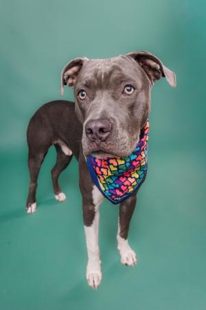 A brown dog with white paws and a colorful bandana standing on a green background.