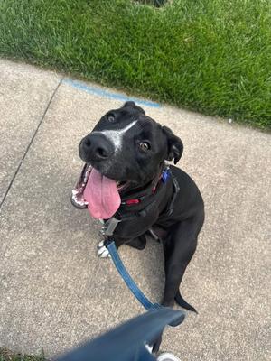 Priscilla, Black Labrador Retriever / Pit Bull Terrier, young, available for adoption