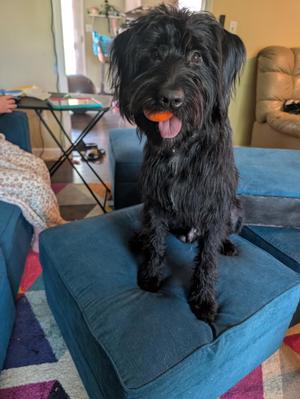 Kipper, Standard Poodle / Schnauzer, adult, available for adoption
