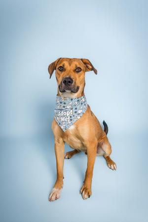 A brown dog wearing a bandana with the words "adopt me" on it, sitting against a blue background.
