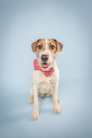 A dog wearing a red and white checkered bandana, sitting on a blue background.