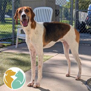 Duke, Beagle, adult, available for adoption