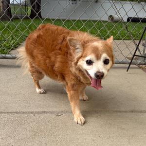 Tater, Pomeranian, senior, available for adoption