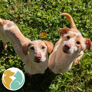 Louise (Right), Corgi, Cardigan Welsh, adult, available for adoption
