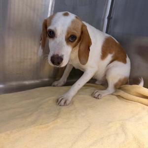 Dustin, Beagle, young, available for adoption