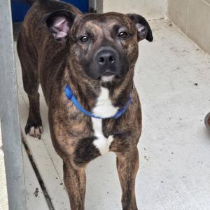 Remus, Mixed Breed (Medium), adult, available for adoption