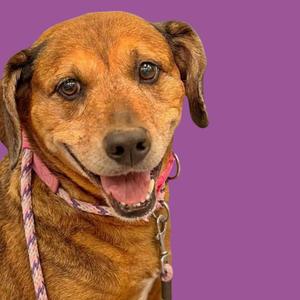 A brown dog with floppy ears wearing a pink collar and leash, smiling against a purple background.