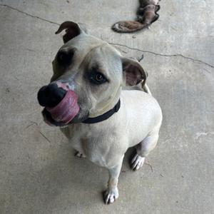 A light-colored dog with a black collar, licking its nose, sitting on a concrete surface.