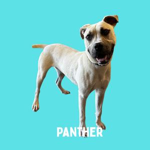 A white dog named Panther standing on a blue background.