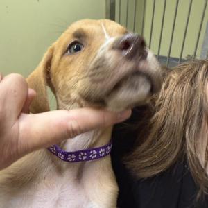 Ferb, Mixed Breed (Medium), puppy, available for adoption