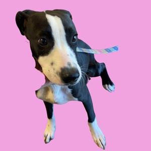 a black and white dog with a pink background