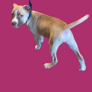 A light brown puppy with a white chest and paws, wearing a blue collar, standing on a pink background.