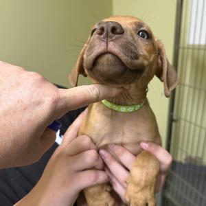 Kirby, Mixed Breed (Medium), puppy, available for adoption
