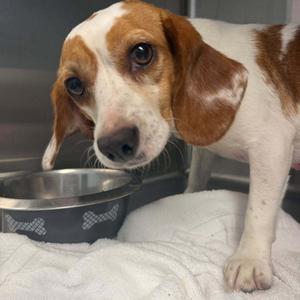 Joyce, Beagle, adult, available for adoption
