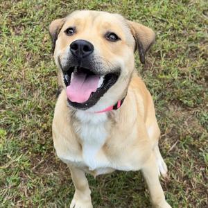 Alabama, Mixed Breed (Large), young, available for adoption
