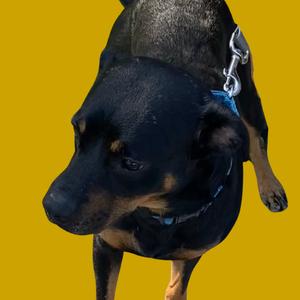 A black dog with a blue collar and a silver chain leash, standing against a yellow background.