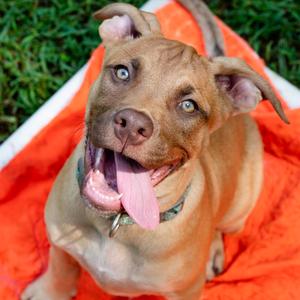 Phineas, Mixed Breed (Medium), young, available for adoption