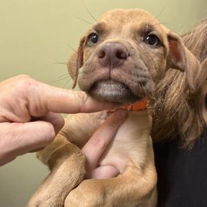 Phineas, Mixed Breed (Medium), puppy, available for adoption