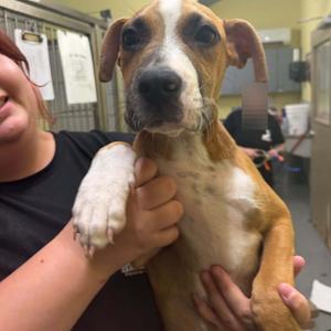 Sam, Mixed Breed (Medium), puppy, available for adoption