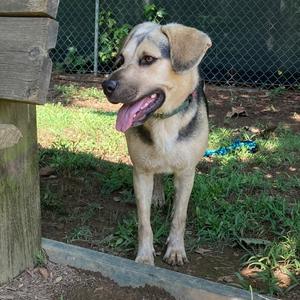 Almond, Mixed Breed (Medium), adult, available for adoption