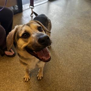 Almond, Mixed Breed (Medium), adult, available for adoption