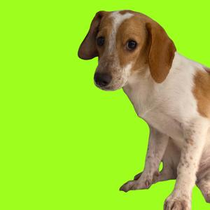 A brown and white dog sitting on a bright green background.
