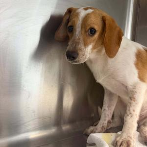 Lucas, Beagle, young, available for adoption