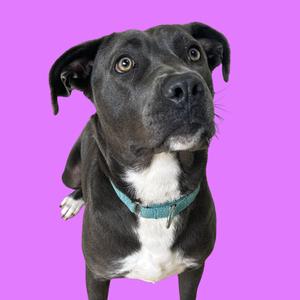 A black and white dog with a blue collar looking up against a purple background.