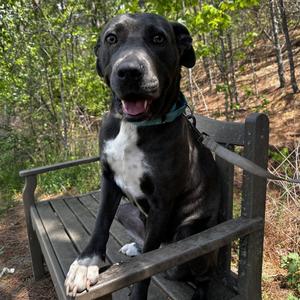 Daisy Mae, Mixed Breed (Medium), adult, available for adoption
