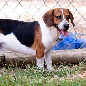 Eddie, Beagle, adult, available for adoption