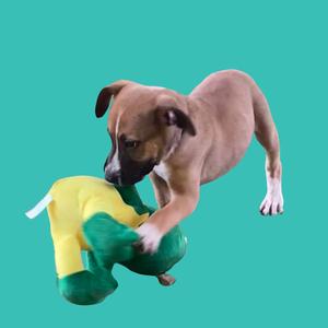 A brown puppy playing with a green and yellow toy on a teal background.
