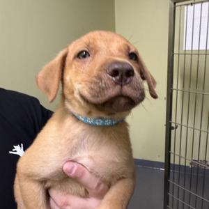 Herbert, Mixed Breed (Medium), puppy, available for adoption