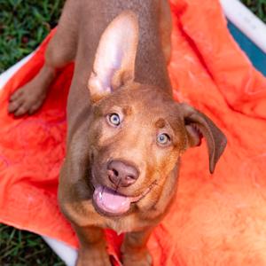 AppleJack, Mixed Breed (Medium), puppy, available for adoption