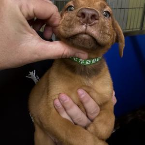 AppleJack, Mixed Breed (Medium), puppy, available for adoption